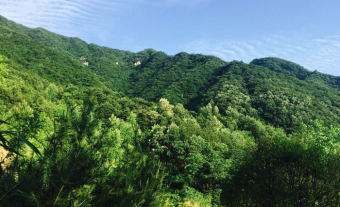 陕西省某县林业碳汇项目