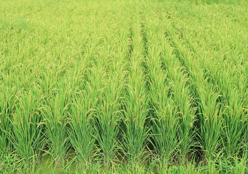 黑龙江省某某县水稻碳减排项目
