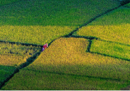 海南省水稻减排项目