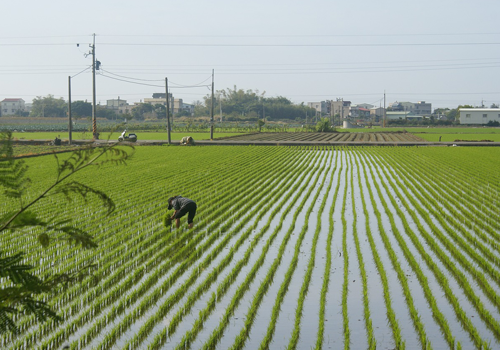 安徽省某某县调整水稻水管理机制项目
