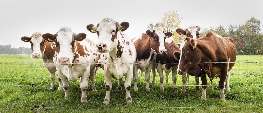 cows-2631523_1280.jpg