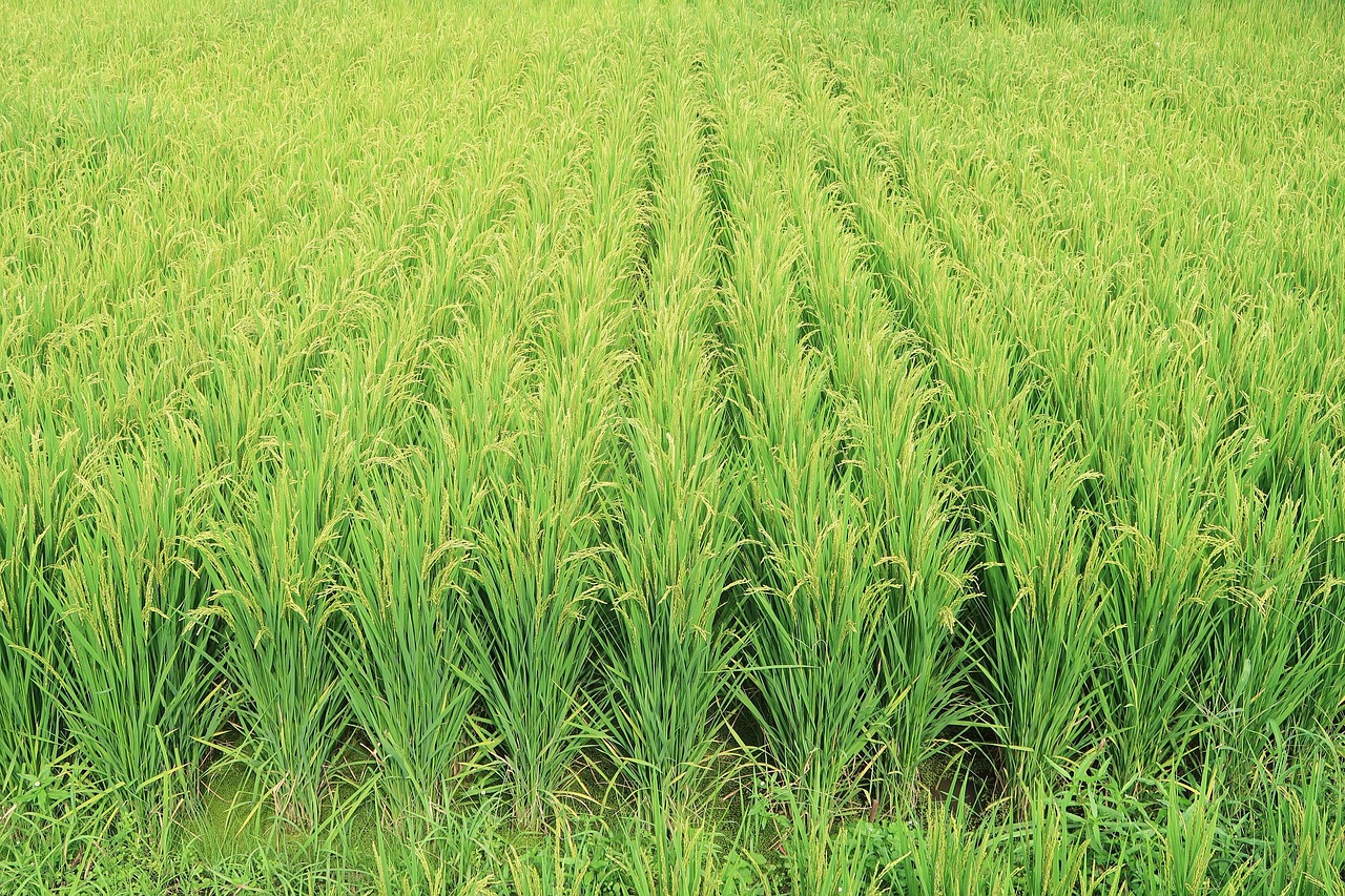 rice-3699252_1280.jpg